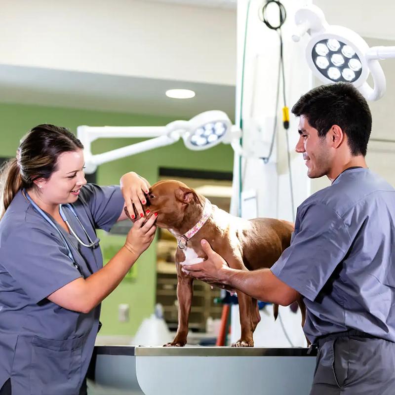 Two veterinarians treating a dog.
