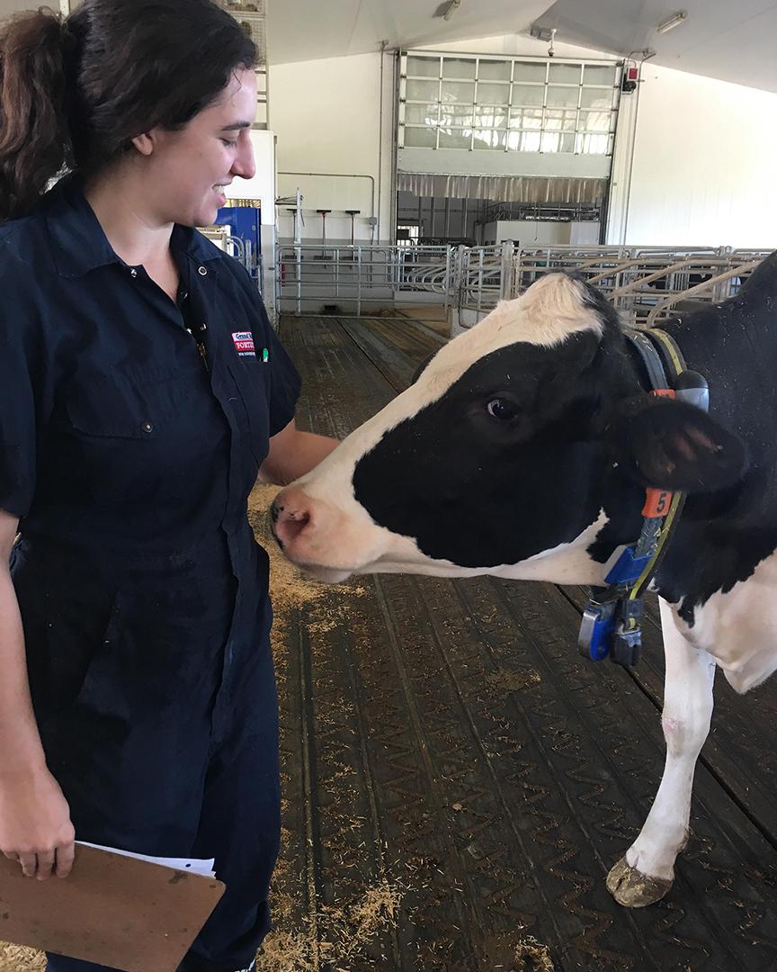 A person in coveralls stands next to a dairy cow inside a barn, holding a clipboard. The cow is wearing a collar.