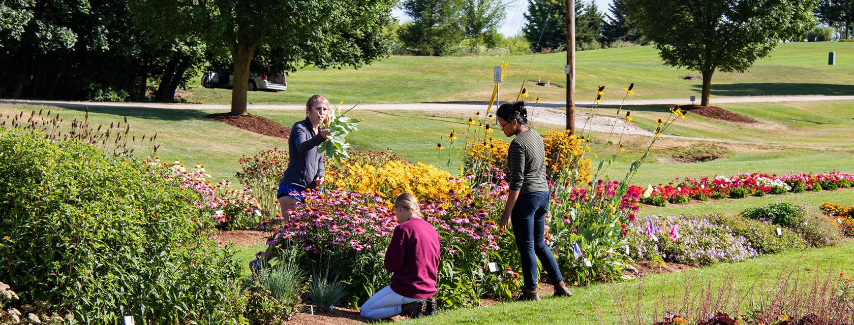 Three girls working on a garden bed at a campus trial plot.