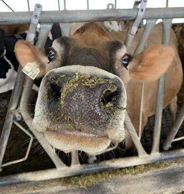 Cow with grass on its nose
