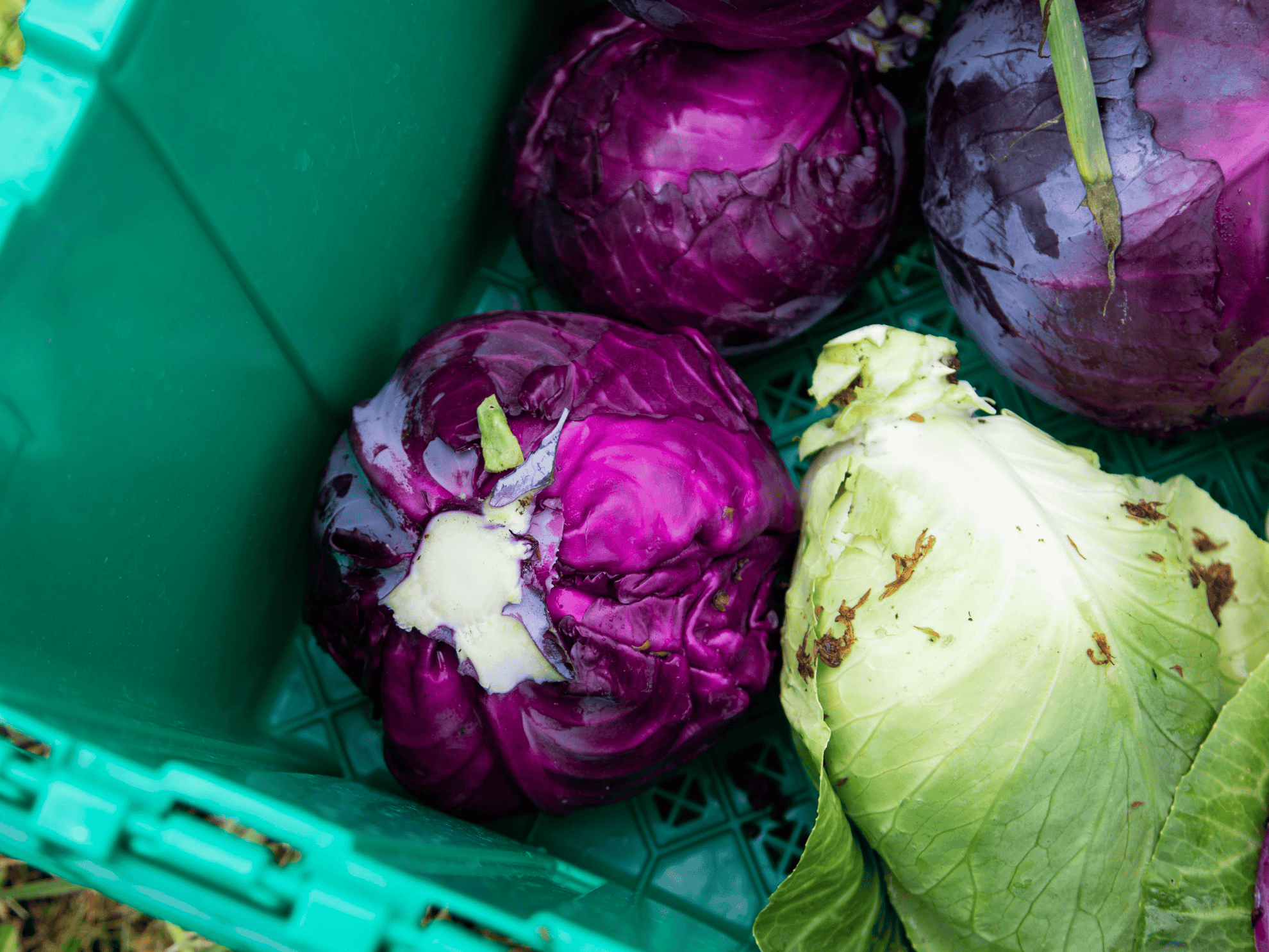 cabbage in bin