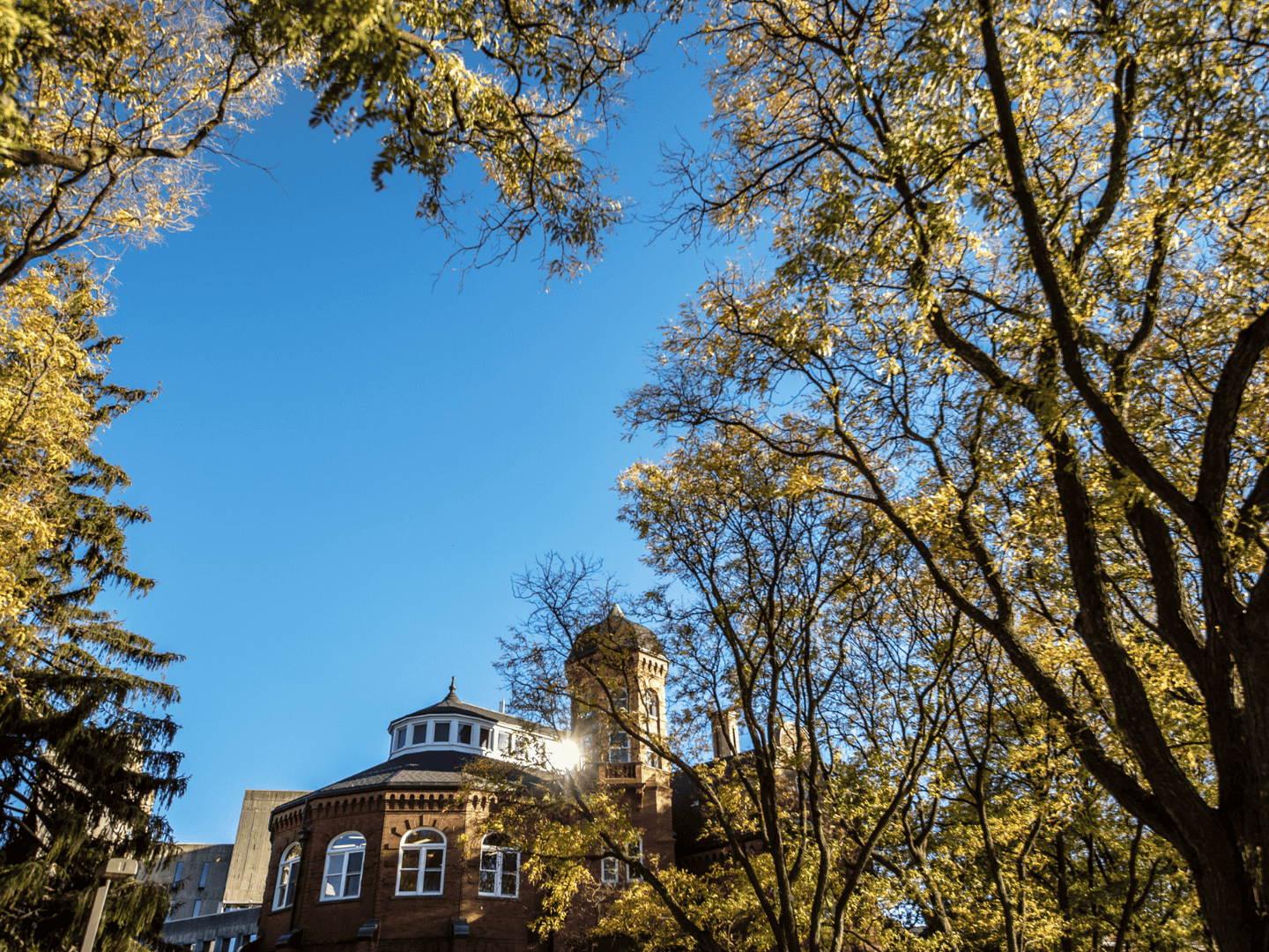 Trees in front of campus building with blue sky