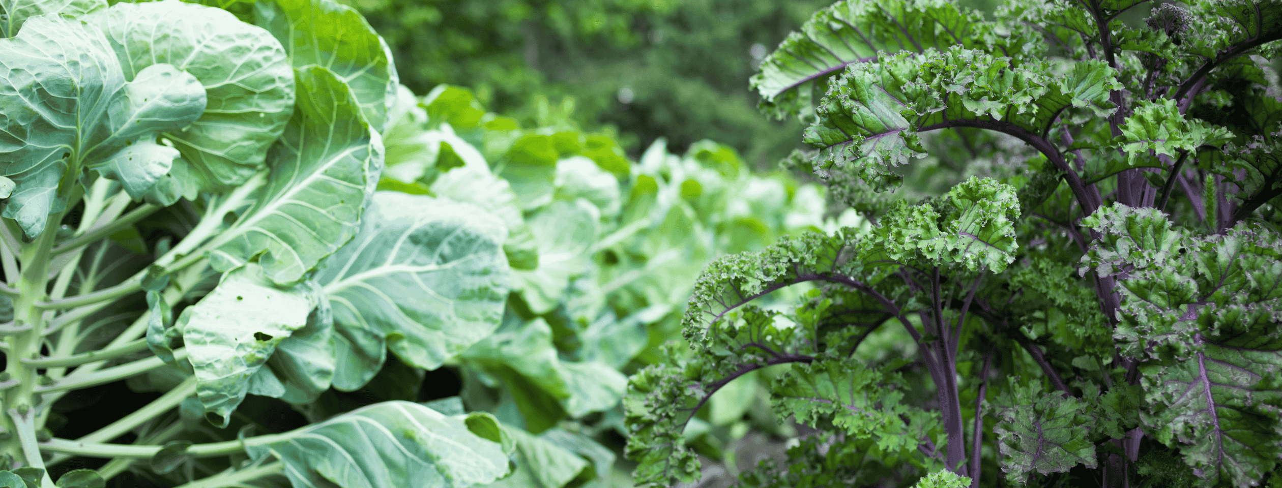 Kale and greens at the farm