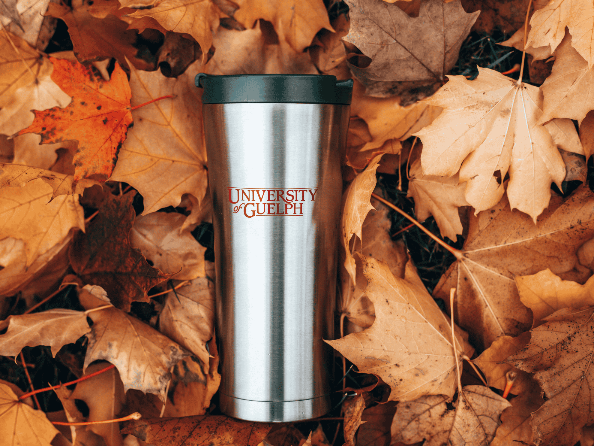 University of Guelph stainless steel mug in leaves