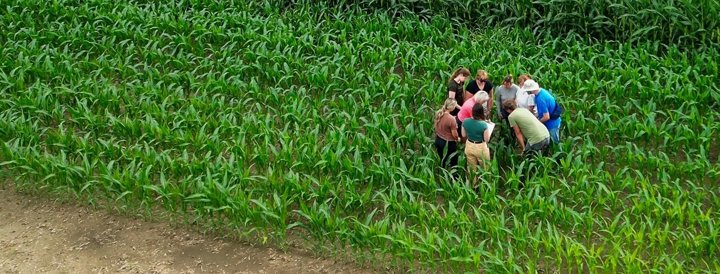Ridgetown Campus students learning in a corn field 