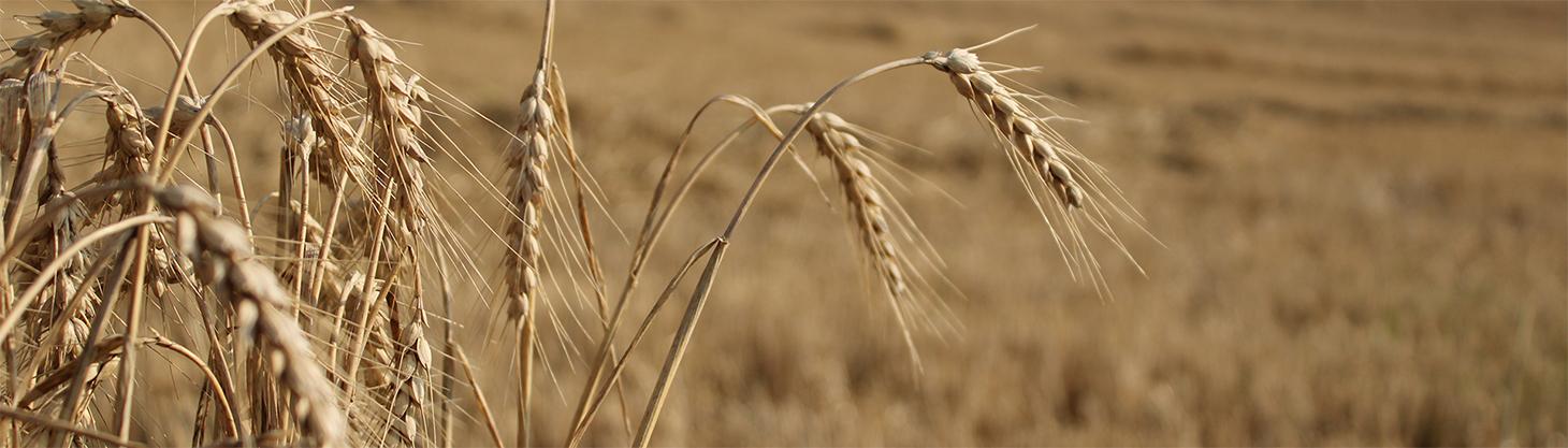 Field of OAC constellation wheat at harvest