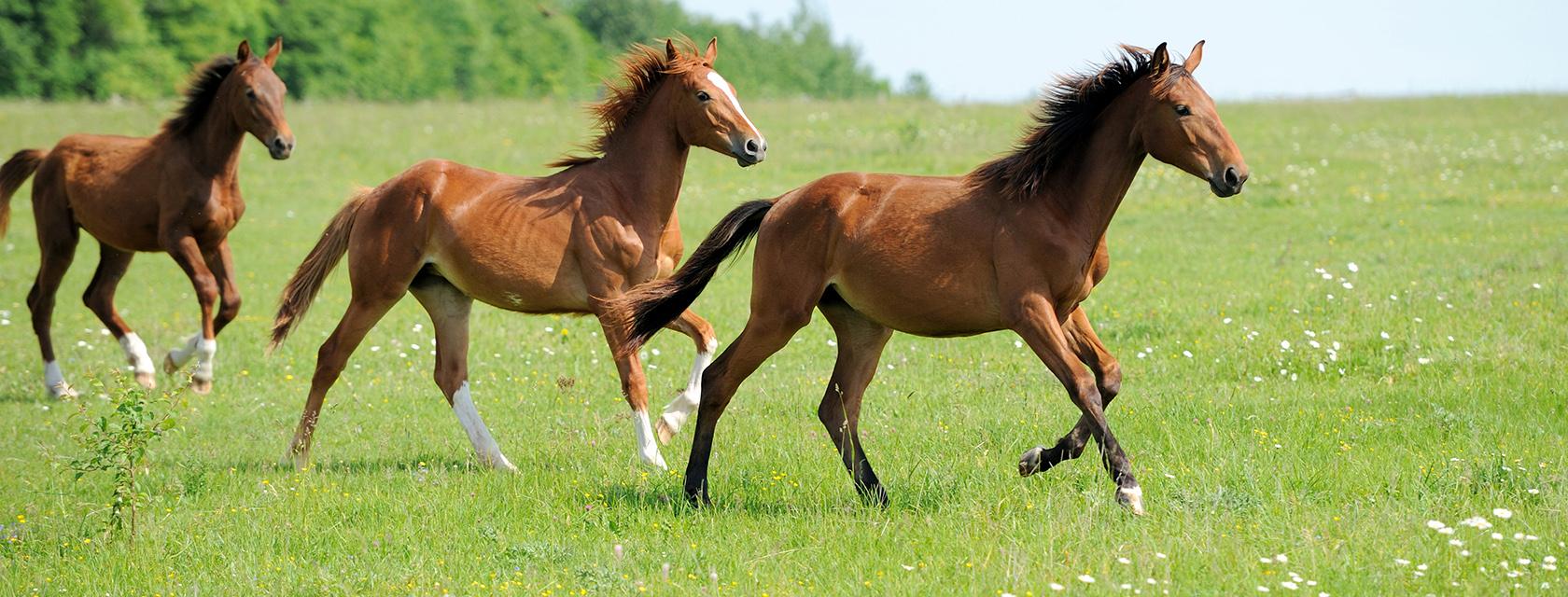 Three horses running through a meadow.