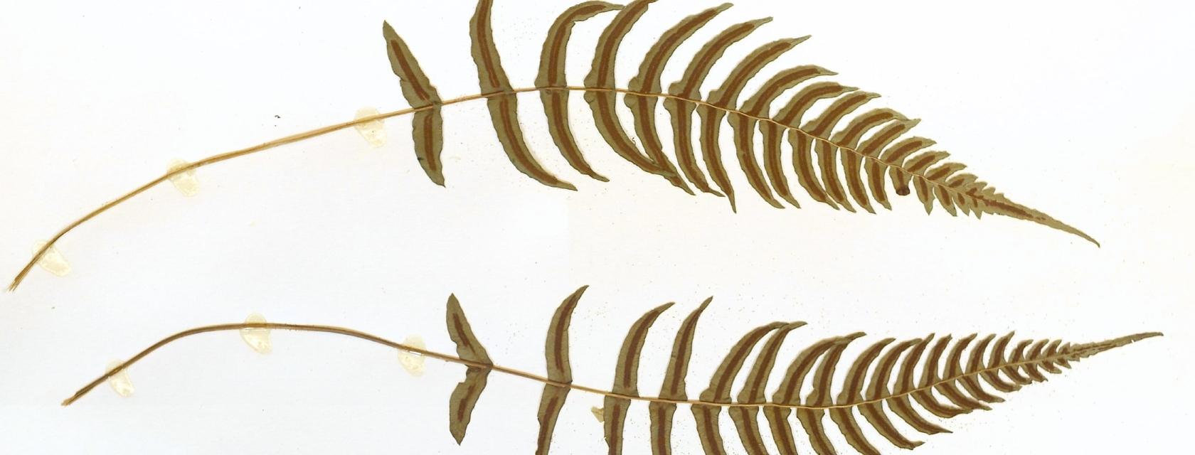 Digitized plant specimen of ferns