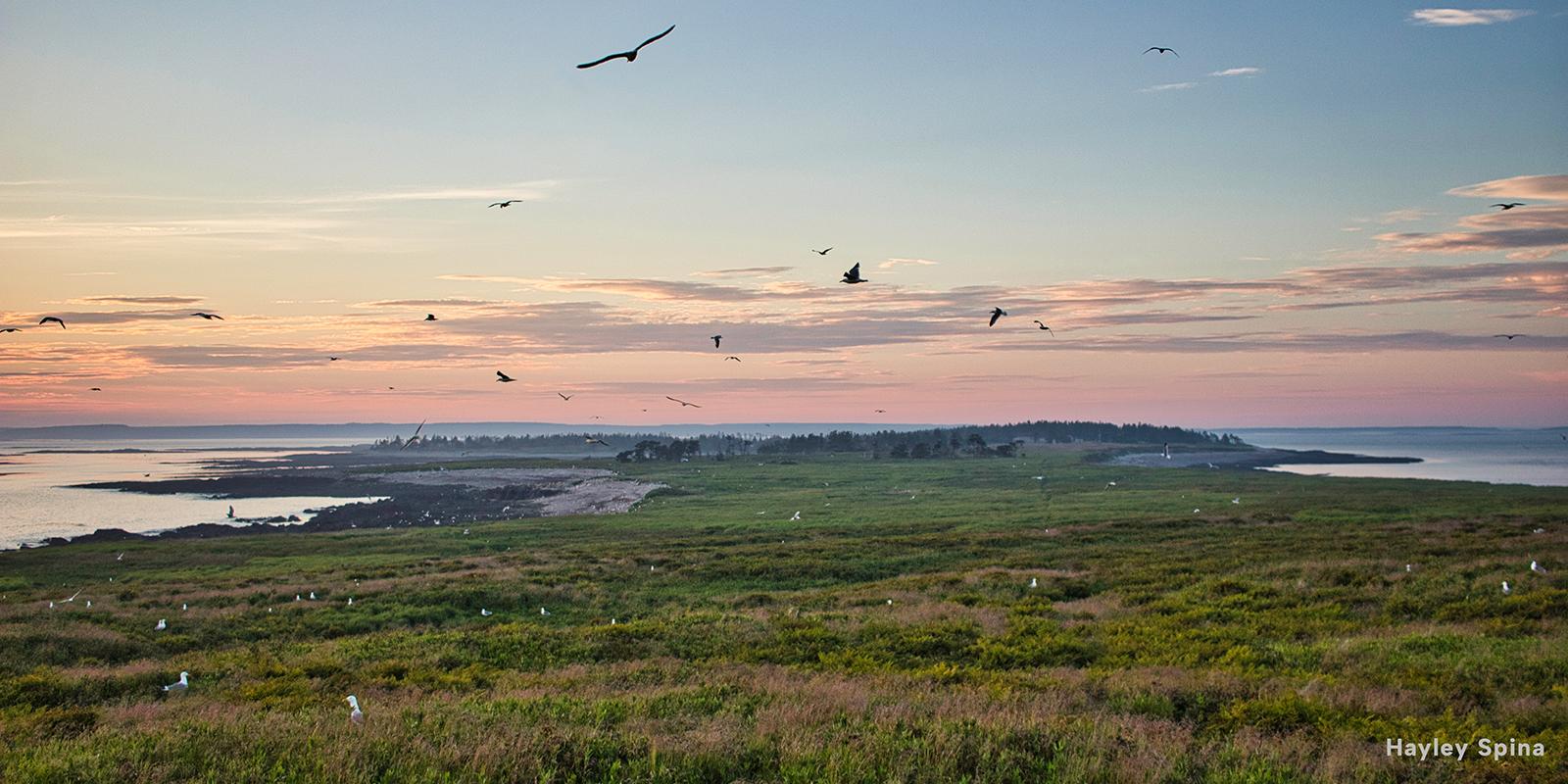 Gulls fly over Kent Island, N.B.