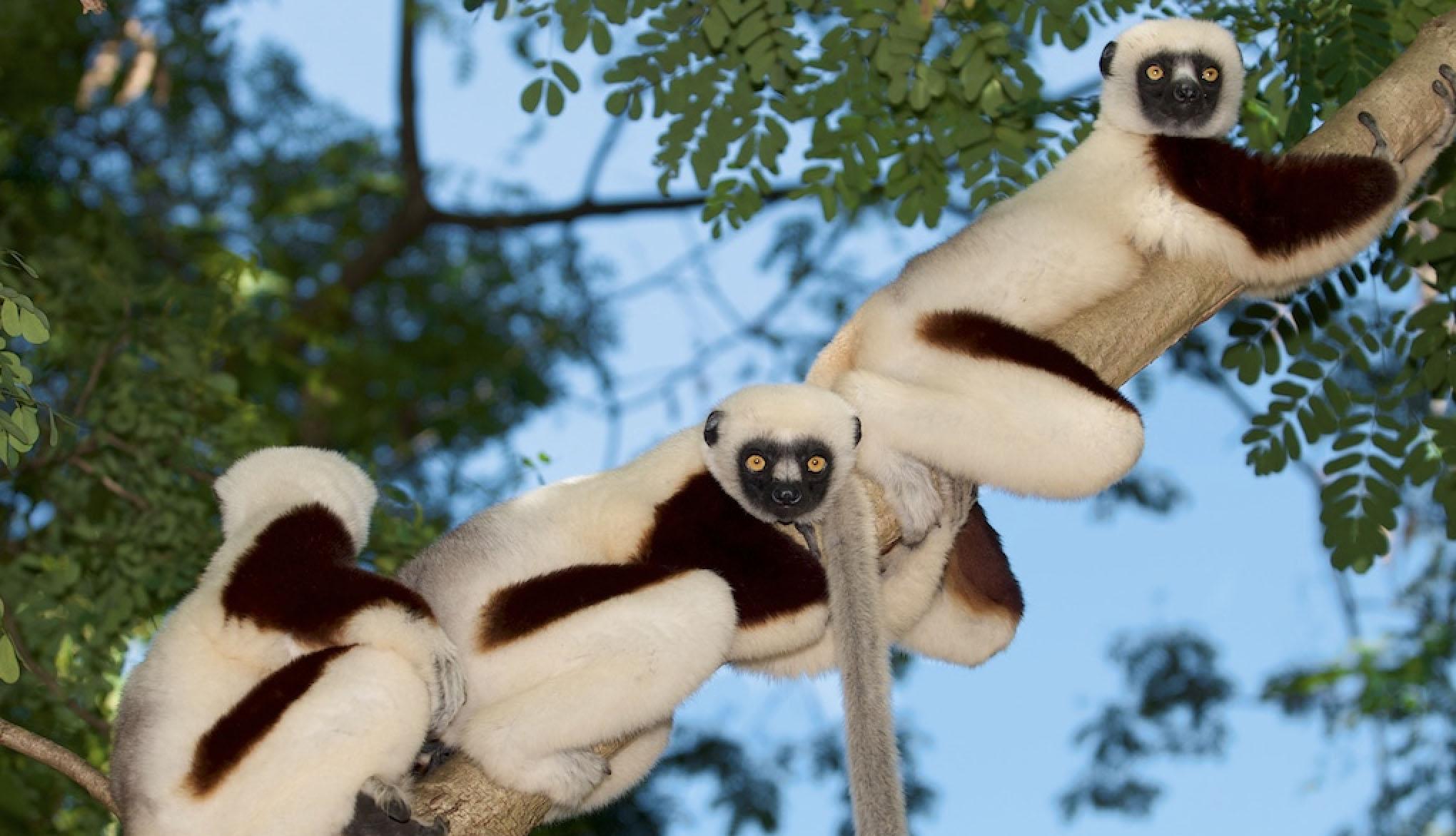 lemurs