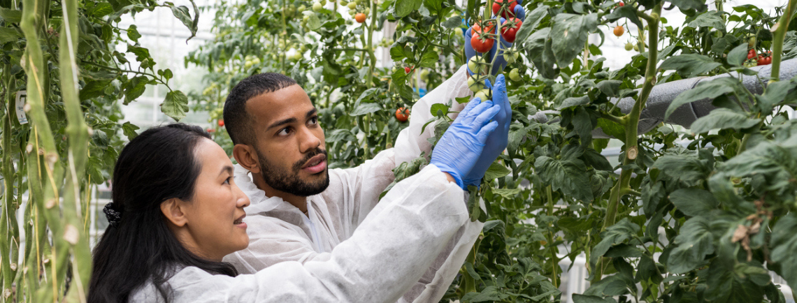 student in the program inspecting a tomatoe plant indoors