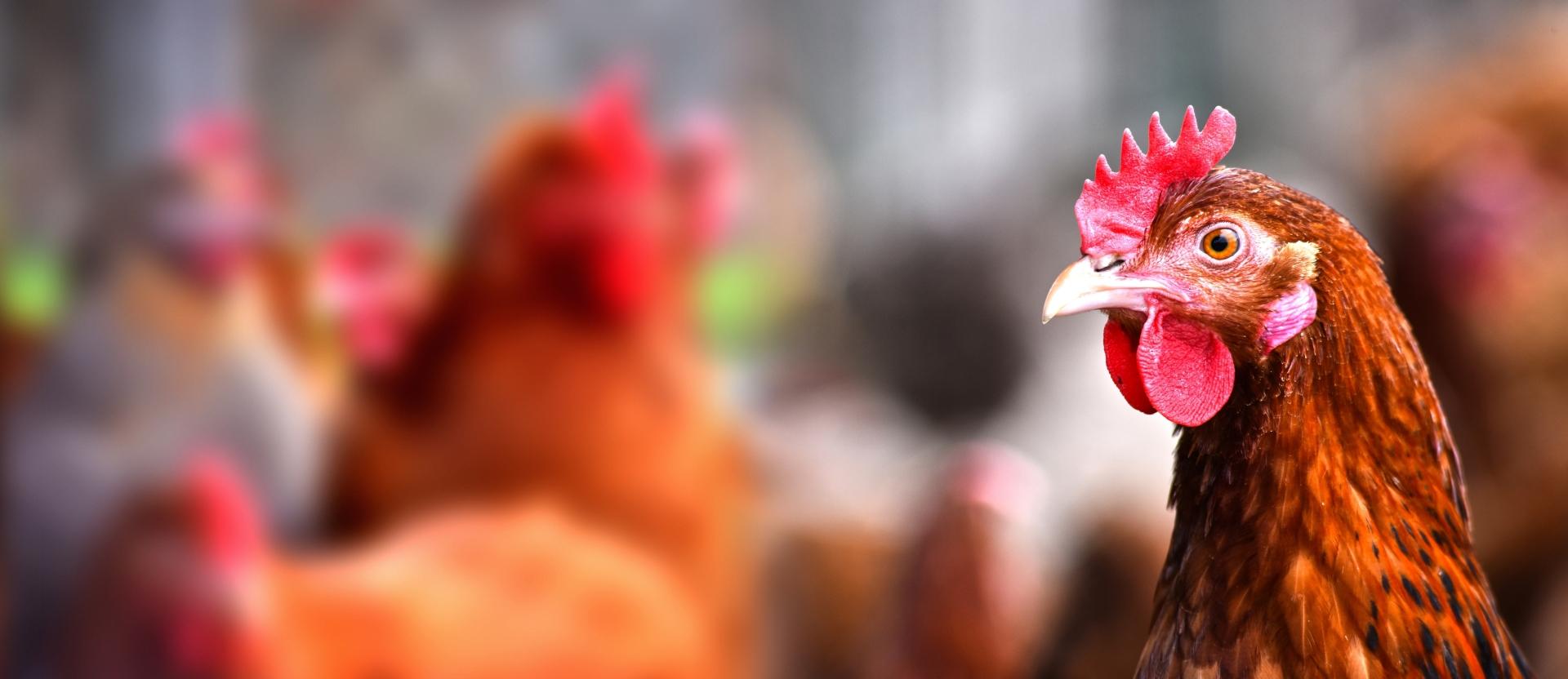 Close up of a chicken with other chickens blurred in the background