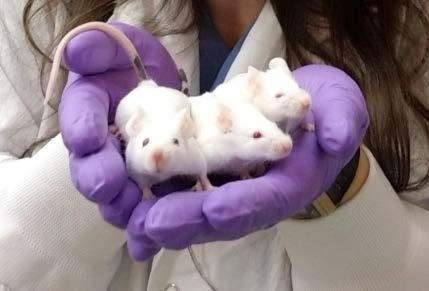 three mice held in gloved hands
