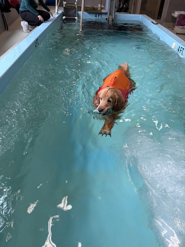 A golden retriever dog swimming in a small indoor pool