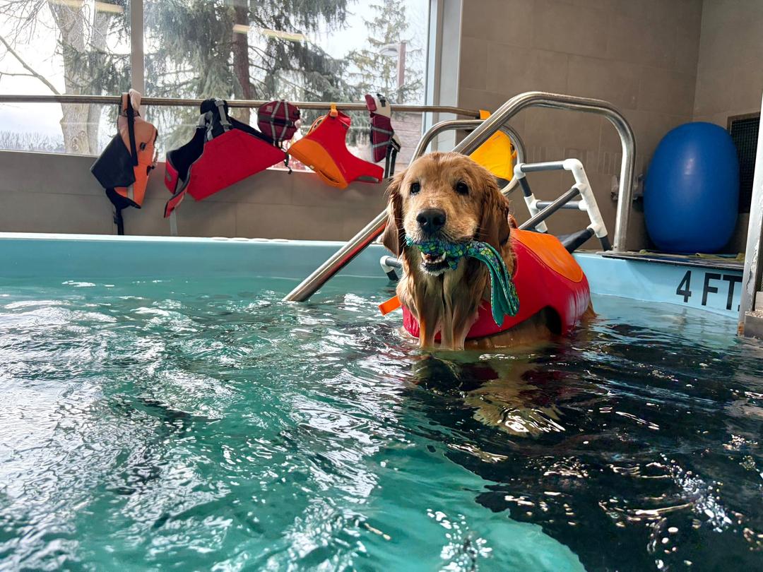 A golden retriever dog wearing an orange life jacket in a swimming pool