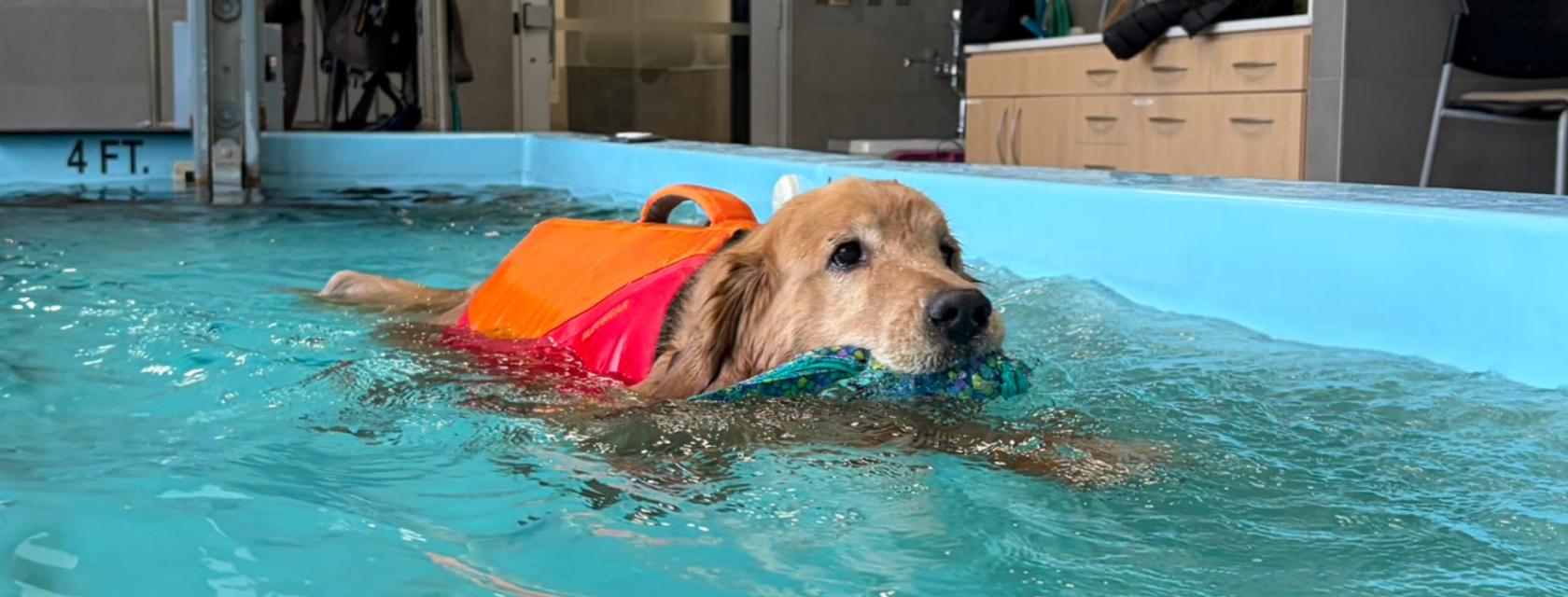 A Golden Retriever wearing a life jacket and swimming in an indoor pool
