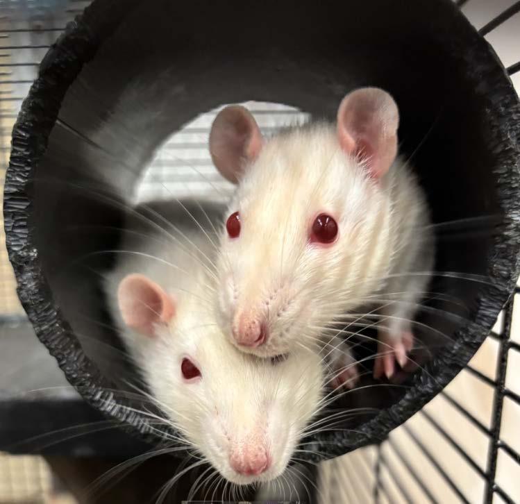 Two red eye rats in a wheel