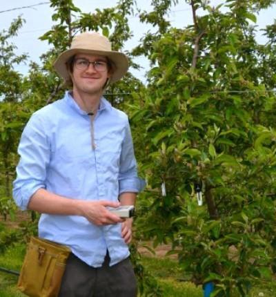 Person wearing a hat and blue shirt standing in an orchard with green trees.