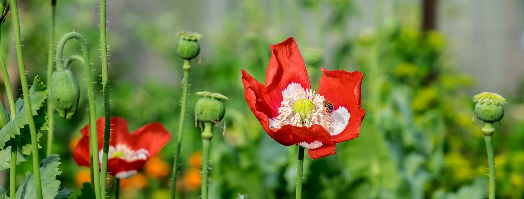 Closeup of red flowers among greenery.