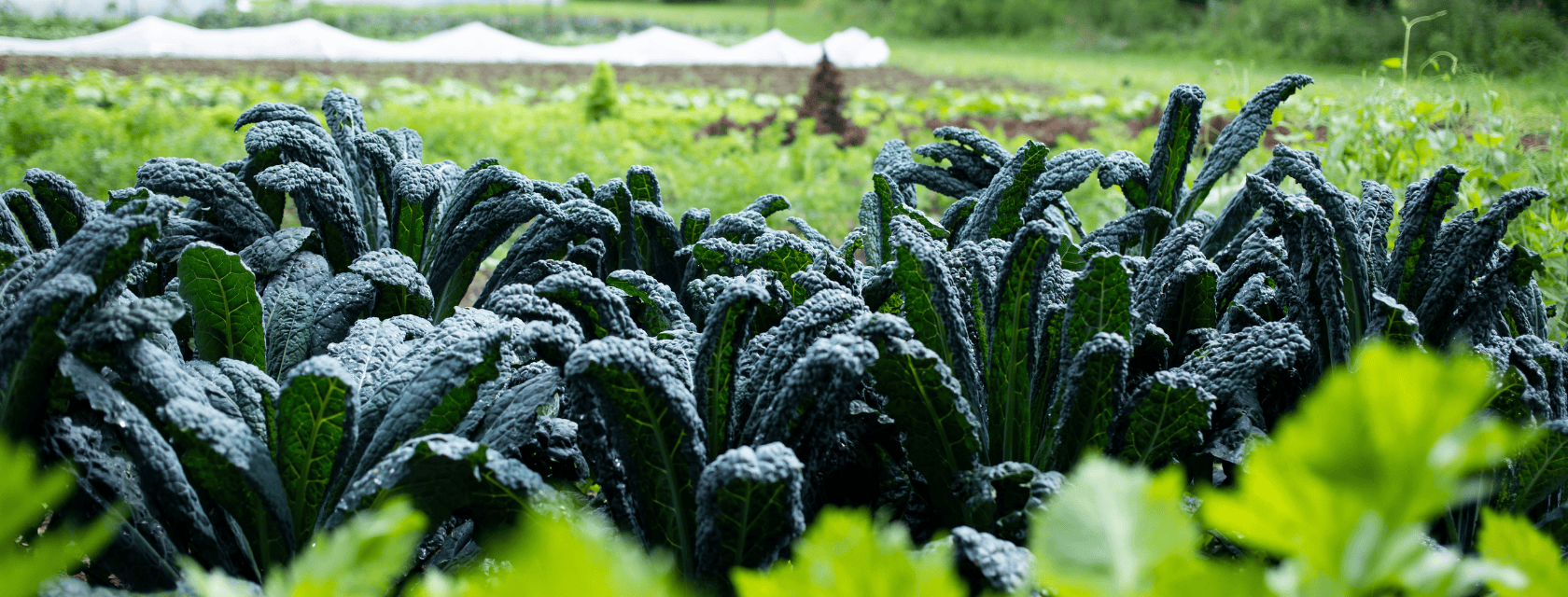 Kale growing in a field