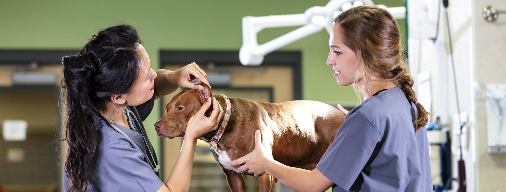 Two female registered veterinary technicians examining a dog.
