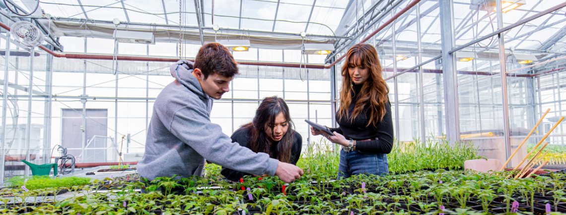 three students in a greenhouse, inspecting plants. one is holding a tablet