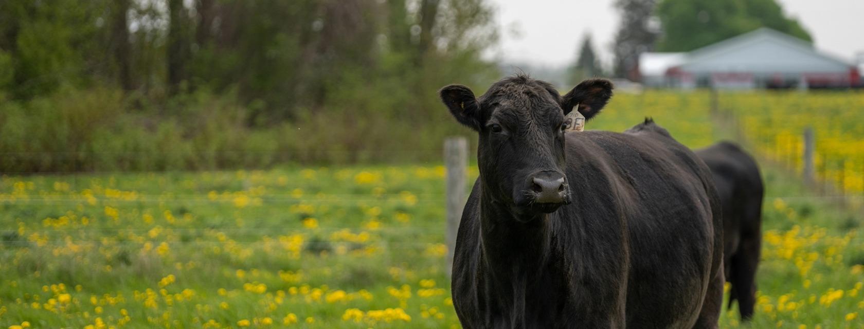 A cow stands in a field with yellow flowers, facing the camera. Trees and a building are visible in the background.