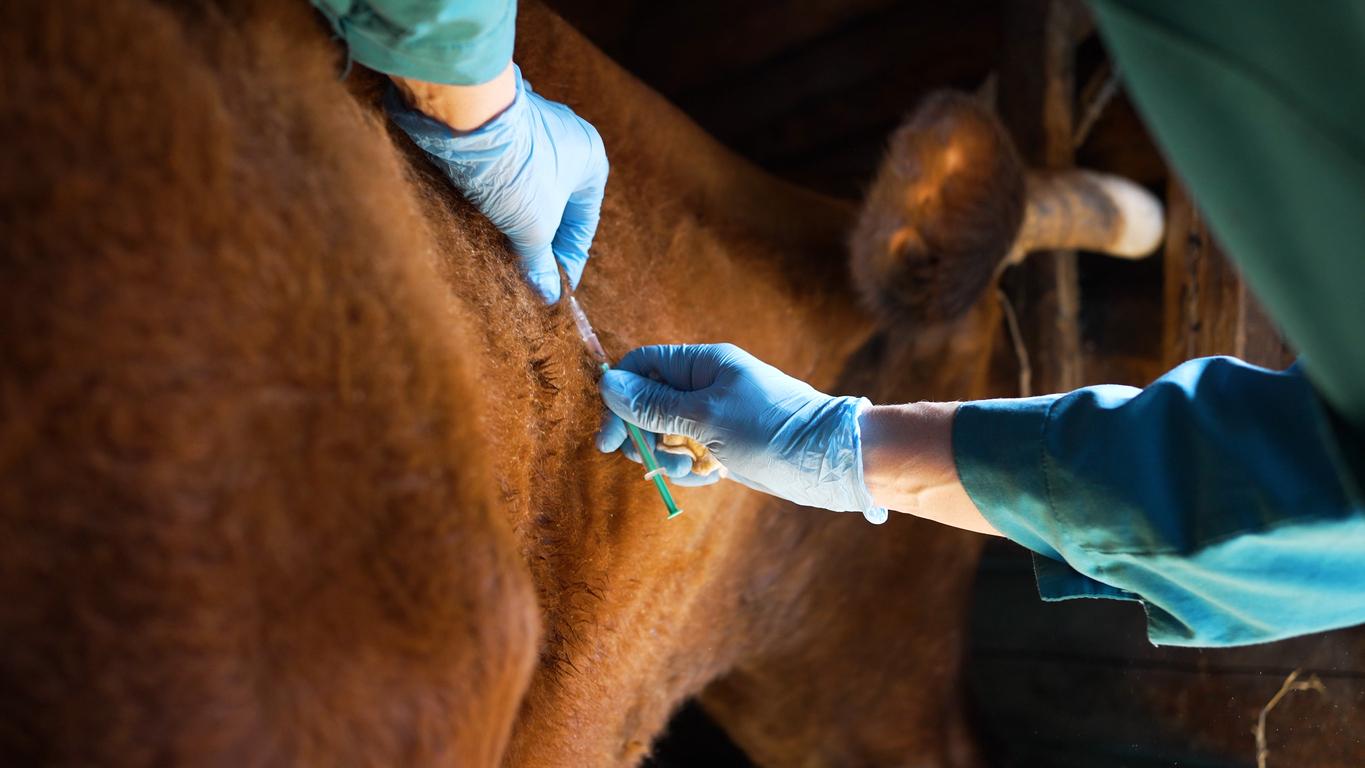 person giving a cow an injection 
