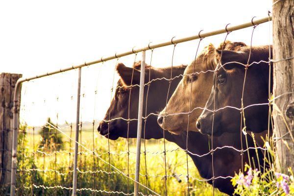 Three fully grown beef cattle look through a gate on pasture