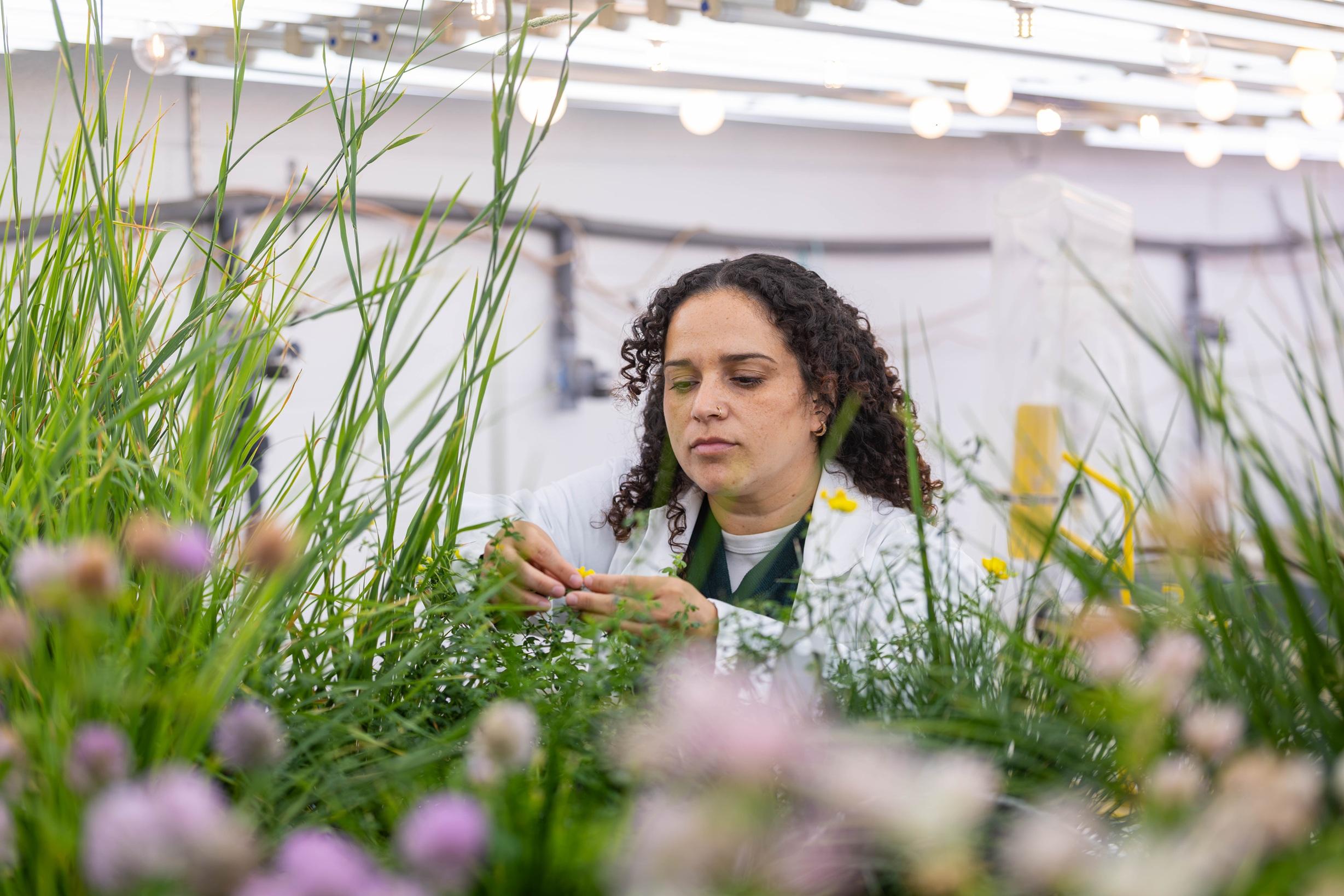 a plant ag student inspecting plant