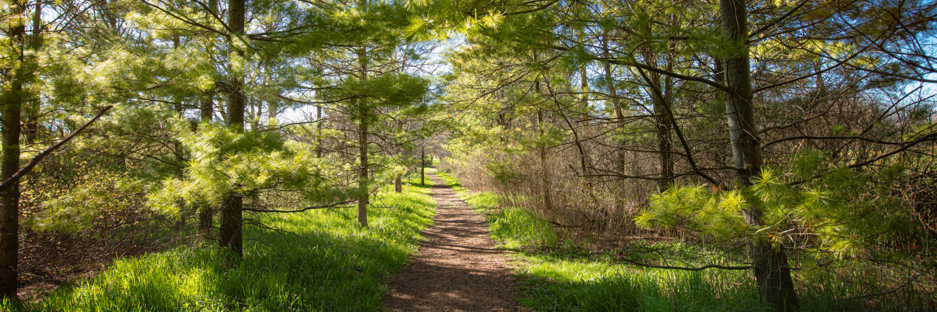 The Arboretum path