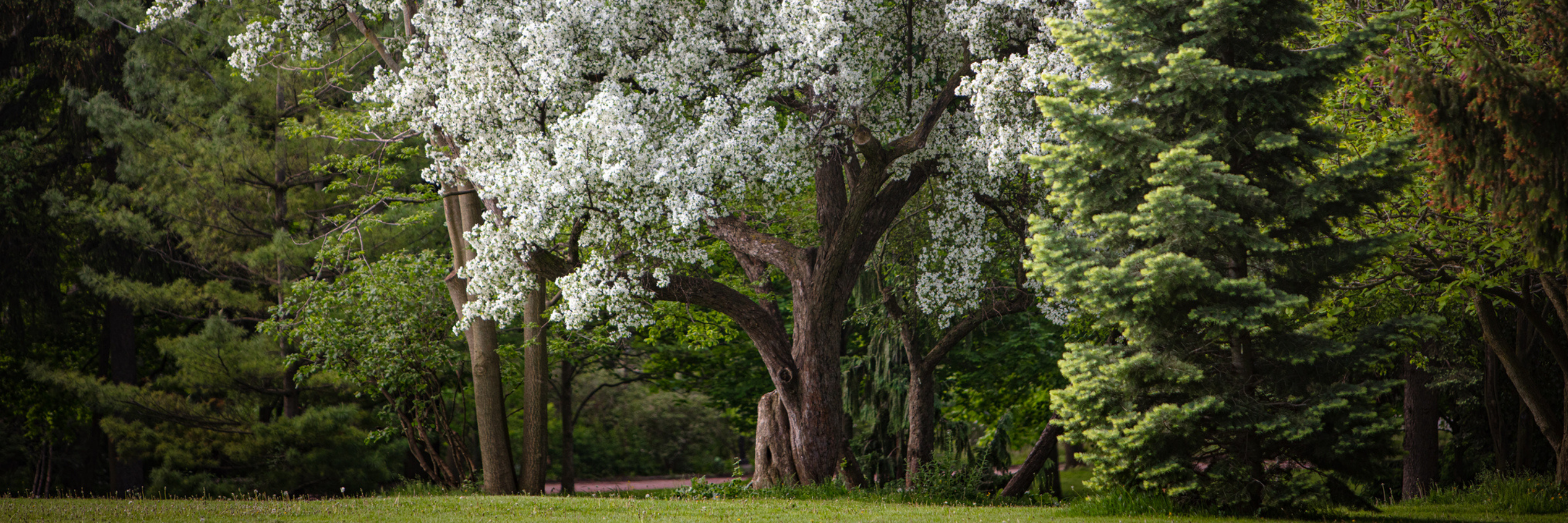 Trees on campus