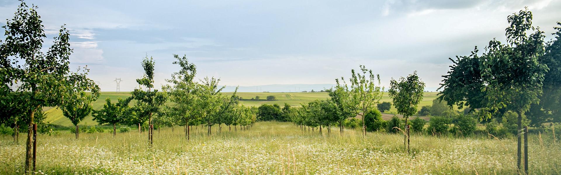 Environment and Resource Management Major