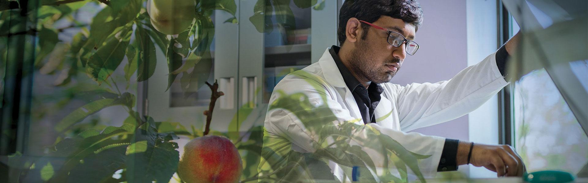 Shanthanu in lab coat works in lab; overlay of transparent peach tree