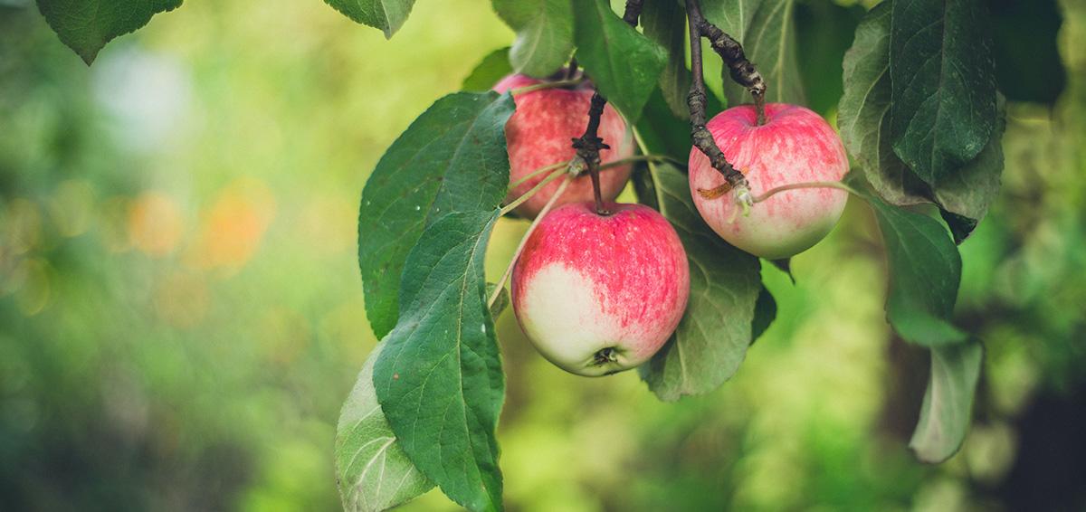 Apples on a branch. Photo by Marwool on Unsplash.