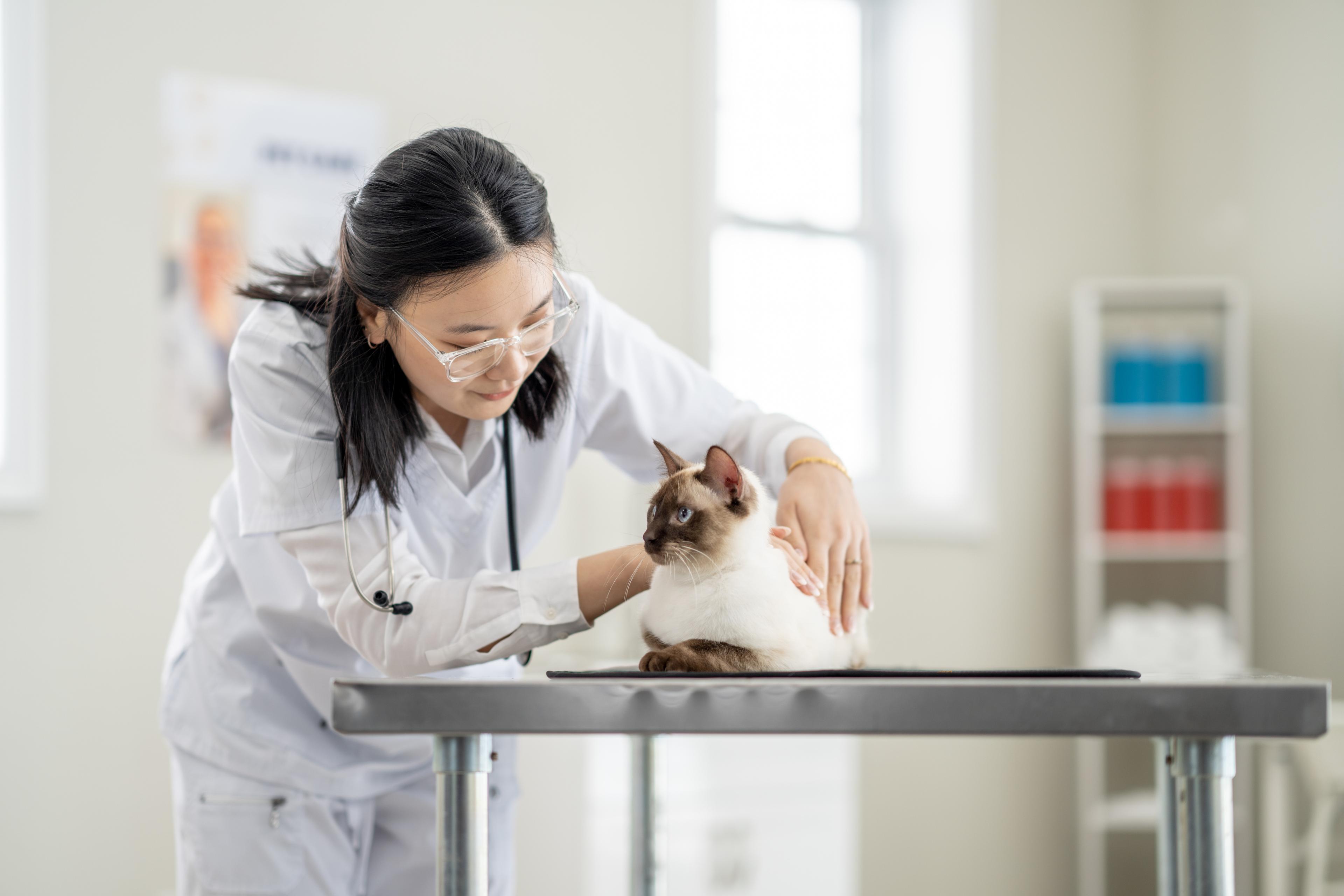 A veterinarian touching a cat on a table