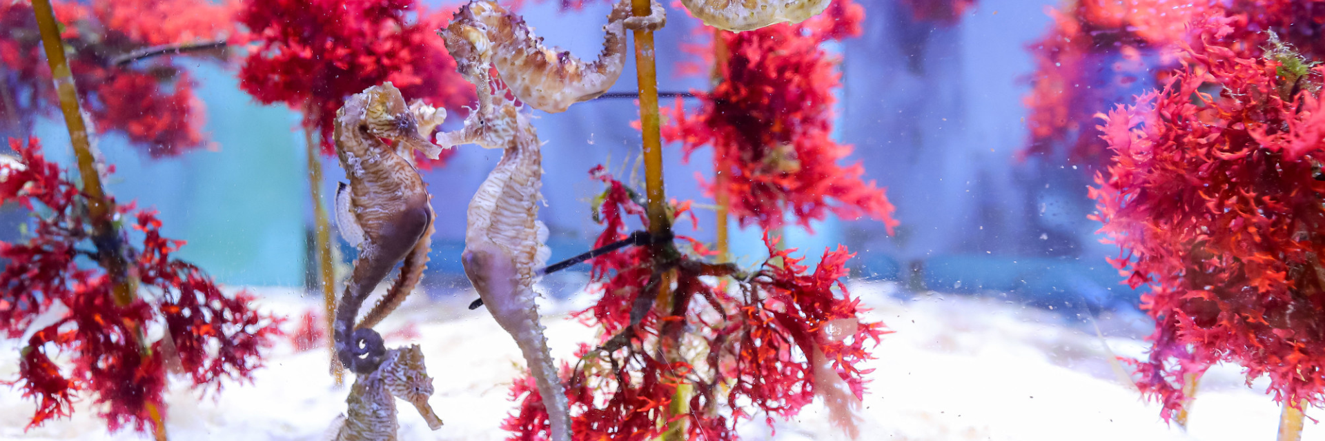 Image of seahorses in lab