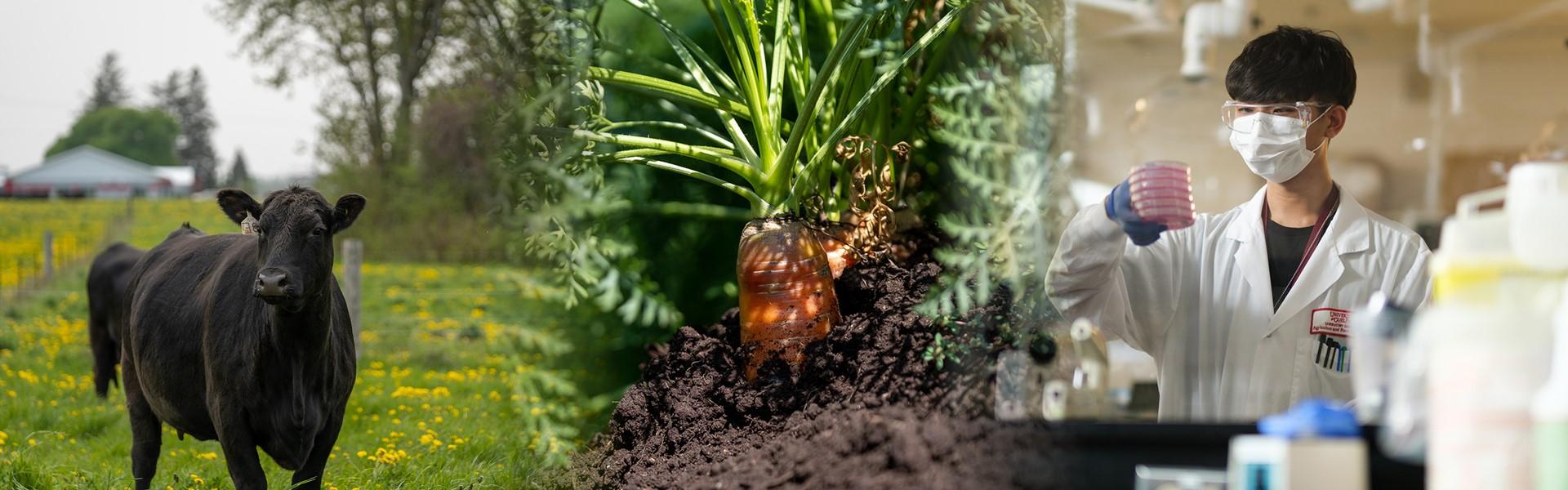Three photos including a Black angus cow in a pasture, close up of a carrot growing out of the soil, and a person working in a lab setting.