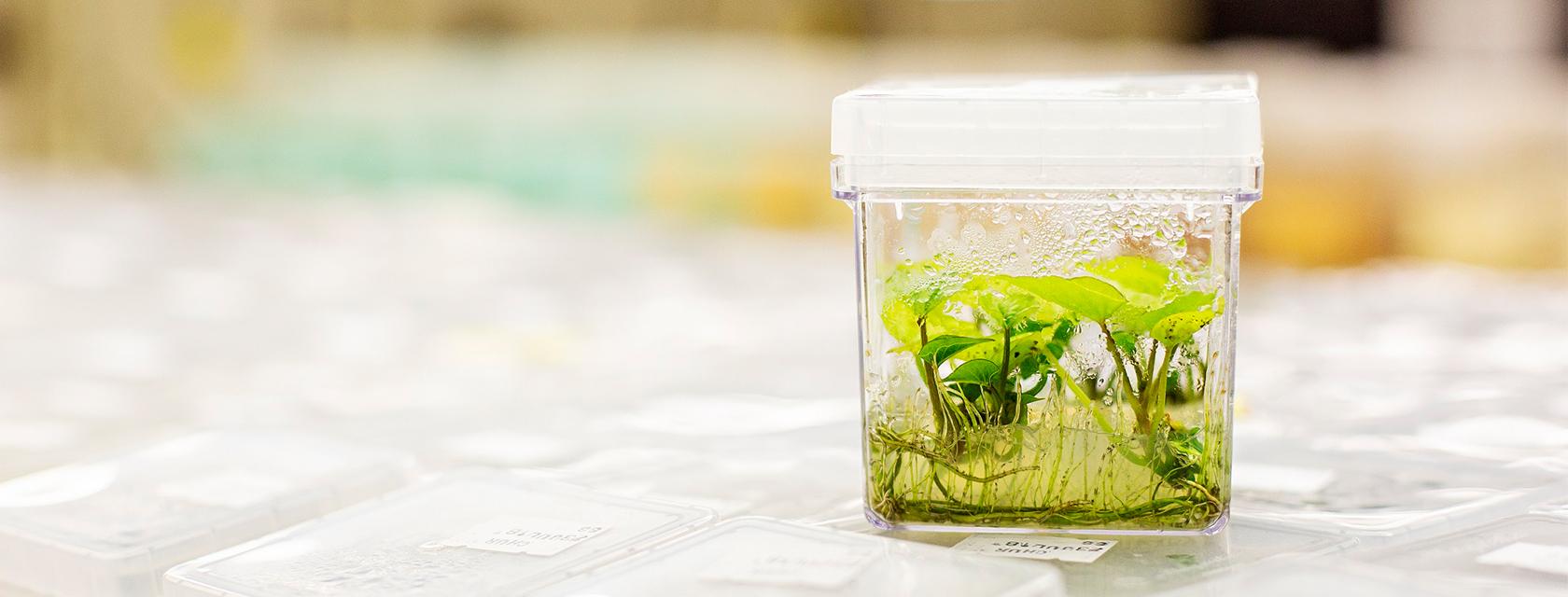 Potato plant in a tiny clear jar
