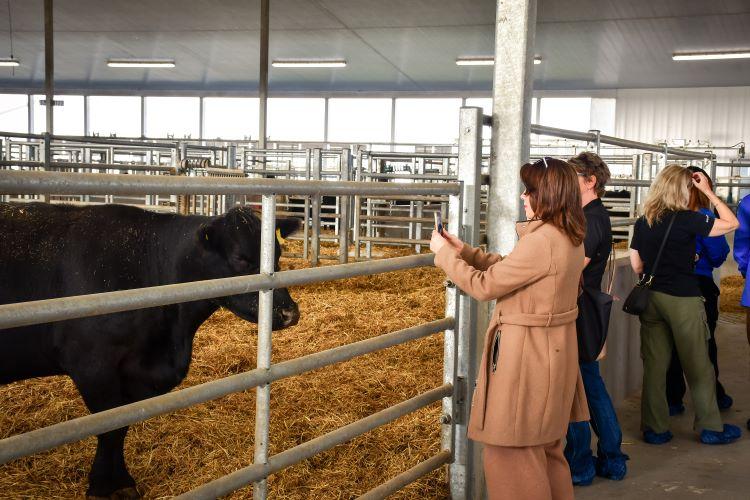 A tour participant takes a photo of a cow at the Ontario Beef Research Centre in Elora