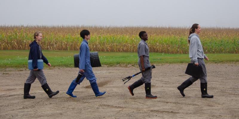 Four researchers walking in single file from left to right down a gravel road carrying equipment for data collection. The sky is foggy, and a corn field is in the background