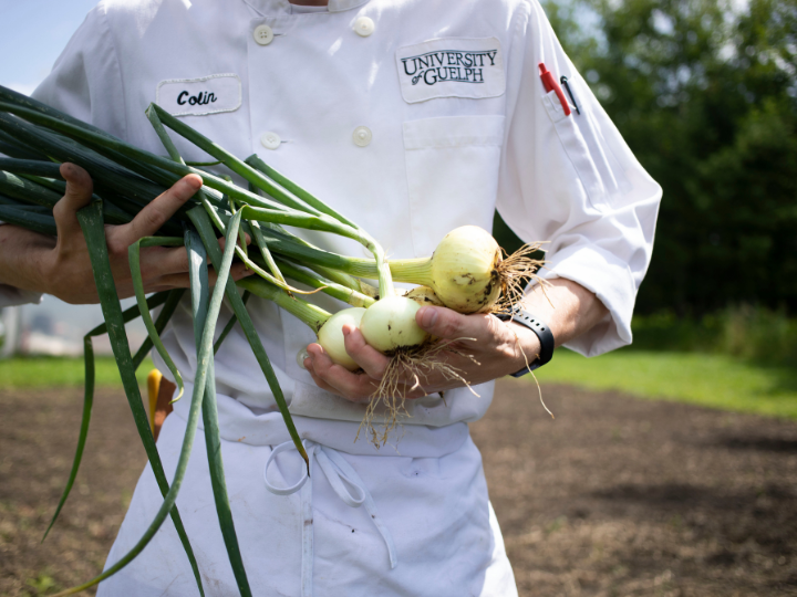A U of G Chef holding a bunch of onions at a farm