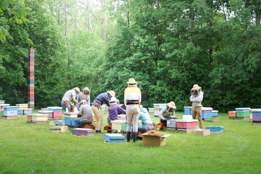 Seven beekeepers, wearing protective veiled hats, work amongst dozens of "bee boxes" in the grass at the Honey Bee Research Centre on a sunny summer day