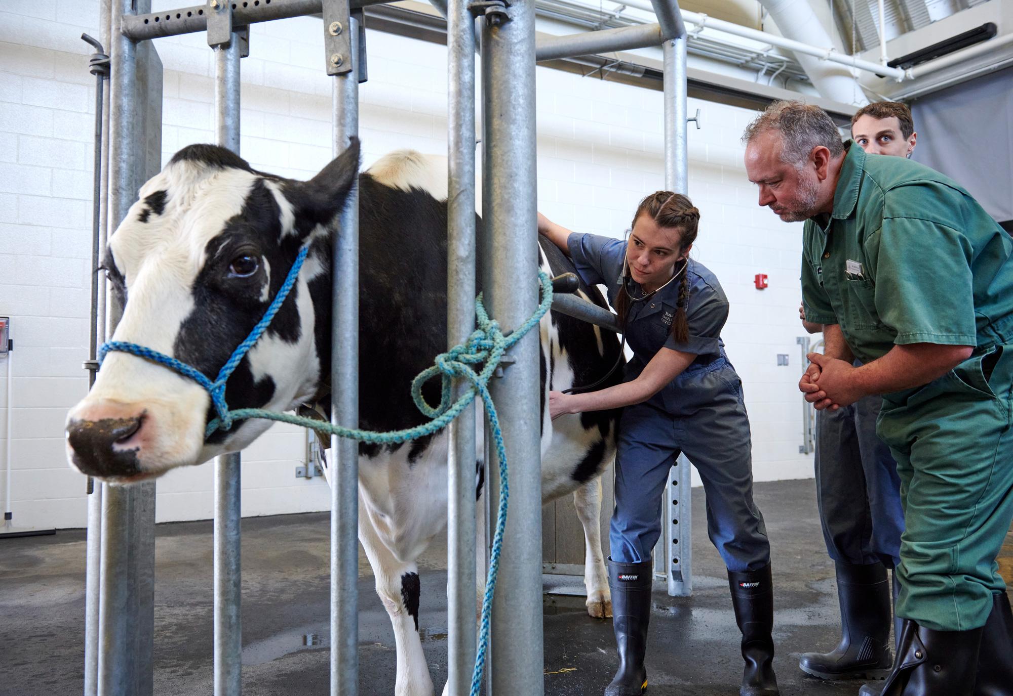 Student with Instructor examining a cow