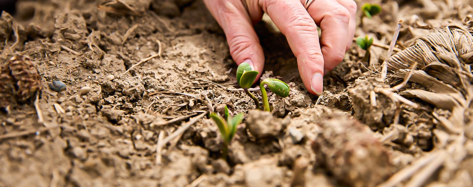 A person's hand gently touching small, sprouting plants in soil.