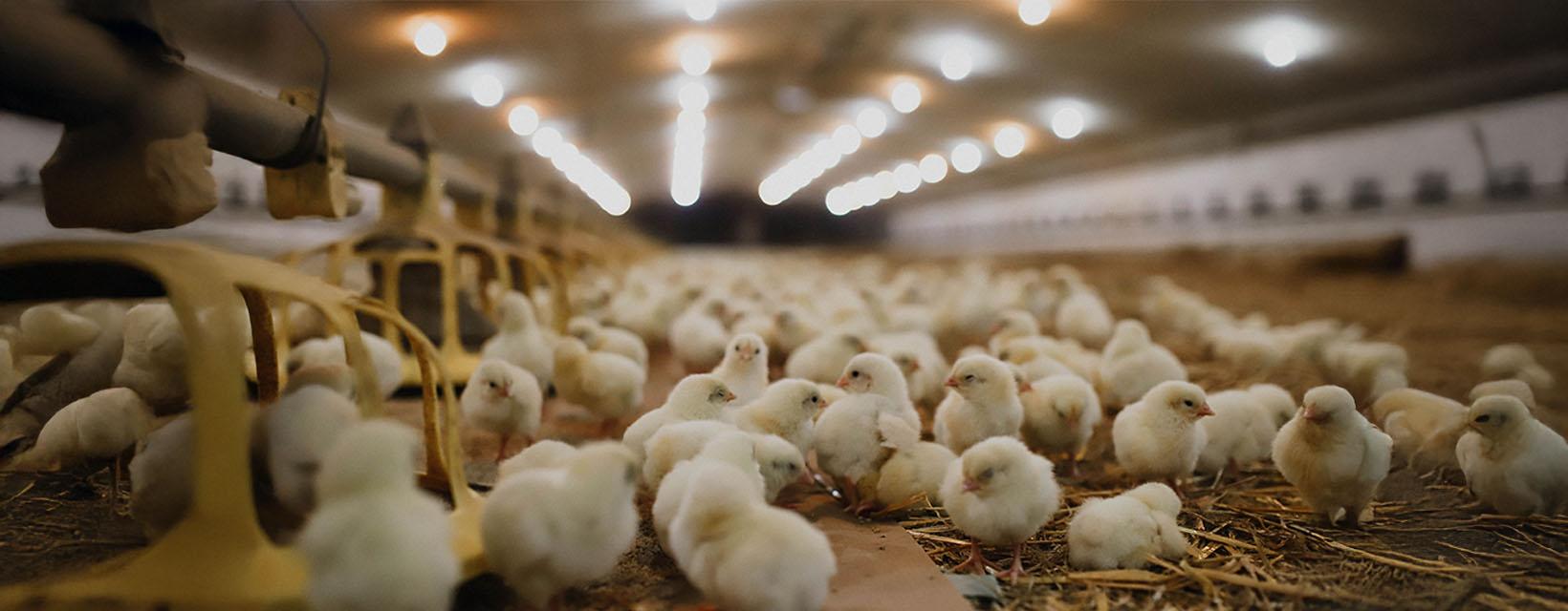 Numerous young chickens gather under warming lights in a spacious indoor farming facility.