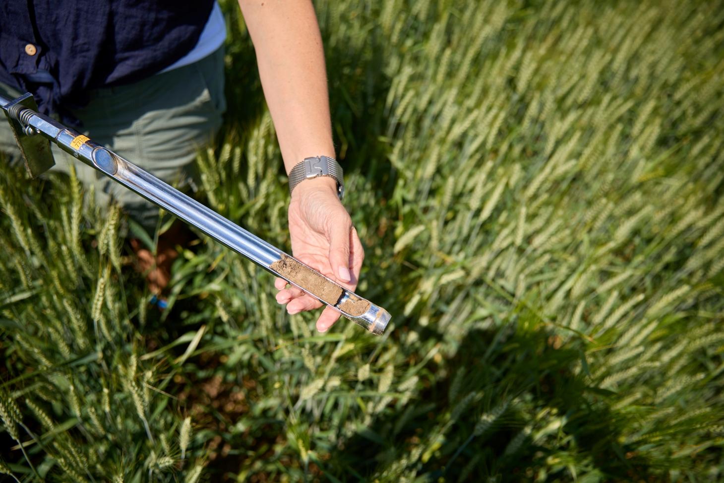 Person holding a soil sample tool above a wheat field.