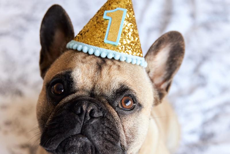 A dog with a gold party hat with the number one on it