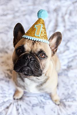 A small beige dog wearing a gold party hat