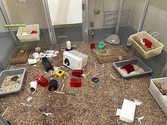 Rats in a large cage eating food
